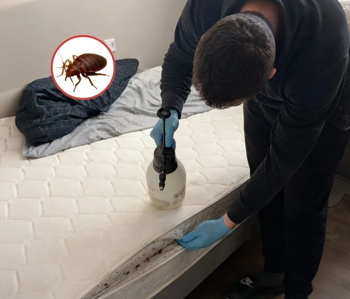 Technicien traitant un matelas contre les punaises de lit à Les Molières